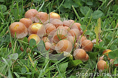 Sulphur Tuft Fungi Stock Photo