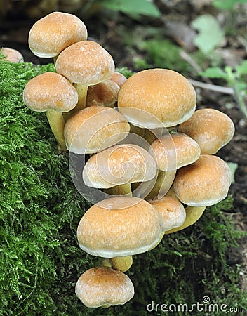 Sulphur Tuft Fungi Stock Photo