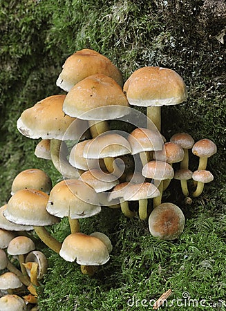 Sulphur Tuft Fungi Stock Photo