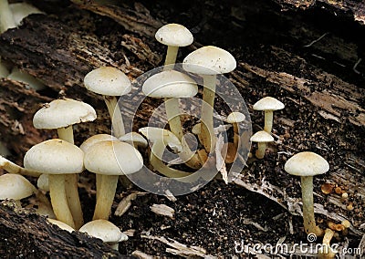 Sulphur Tuft fungi Stock Photo