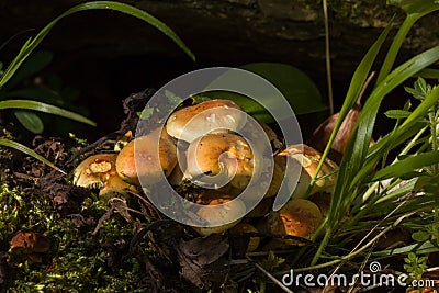 Sulphur Tuft Fungi Stock Photo