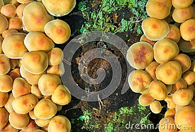 Sulphur Tuft fungus Stock Photo