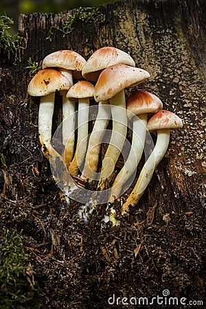 Sulphur Tuft fungus Stock Photo