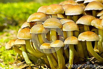 Sulphur Tuft fungus (Hypholoma fasiculare) Stock Photo