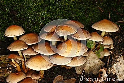 Sulphur Tuft (Hypholoma fasciculare) Stock Photo