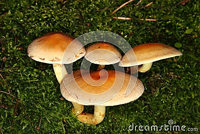 Sulphur Tuft (Hypholoma fasciculare) Stock Photo