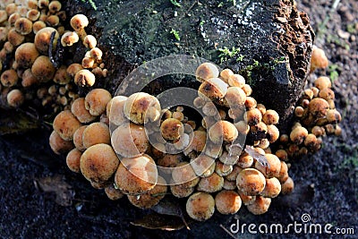 Sulphur tuft Stock Photo