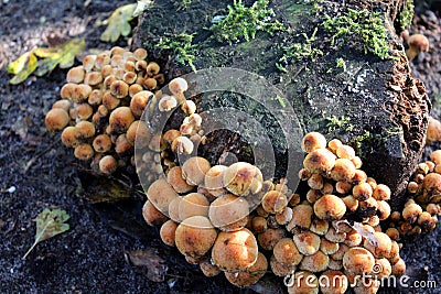 Sulphur tuft Stock Photo