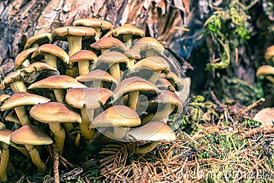 Sulphur tuft Hypholoma fasciculare mushrooms Stock Photo
