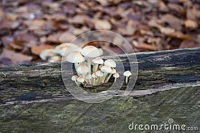 Sulphur tuft mushrooms Stock Photo