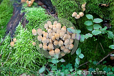 Sulphur tuft mushrooms Hypholoma fasciculare Stock Photo
