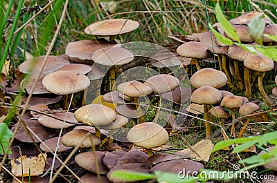 Sulphur tuft on stump of pine Stock Photo