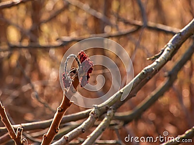 Sumac with deer antlers in early spring. Large branches of Rhus typhina L with last year's bright red fruits Stock Photo