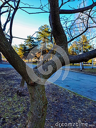 Sumac deer-horned in early spring in the city park. Large crown of Rhus typhina L with last year's bright red fruits Stock Photo