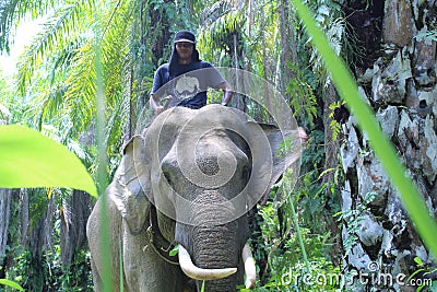 Sumateta elephants in conservation respondent unit aceh east Editorial Stock Photo
