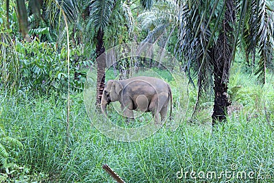 Sumateta elephants in conservation respondent unit aceh east Editorial Stock Photo