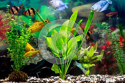 Sumatra barbs, blue gourami, golden barbs - tropical fish in a home decorative aquarium Stock Photo