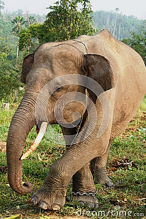 Sumatra Elephant Stock Photo