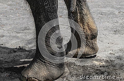 Sumatra elephant back foot standing on grey dirt Stock Photo