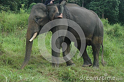Sumatra elephant Stock Photo