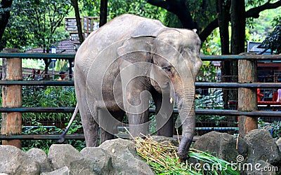 Sumatran elephant Stock Photo