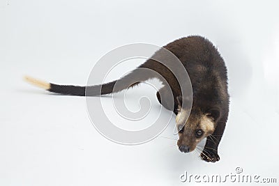 Sumatran Masked Palm Civet Paguma larvata leucomystax on white background Stock Photo