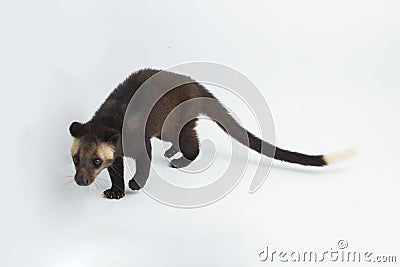 Sumatran Masked Palm Civet Paguma larvata leucomystax on white background Stock Photo