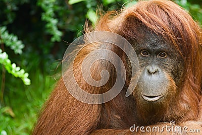 Sumatran Orangutan Stock Photo