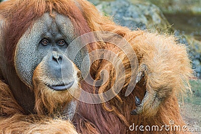 Sumatran orangutan (Pongo abelii) Stock Photo