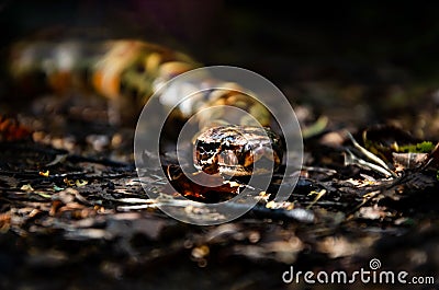 Sumatran short-tailed python Python curtus is creeping. The snake is coiling. Stock Photo