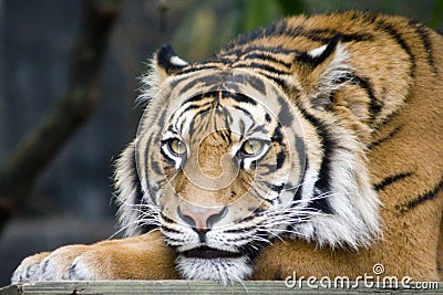 Sumatran Tiger Stock Photo