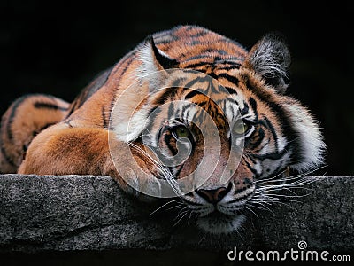 Sumatran tiger in Australian Zoo Editorial Stock Photo