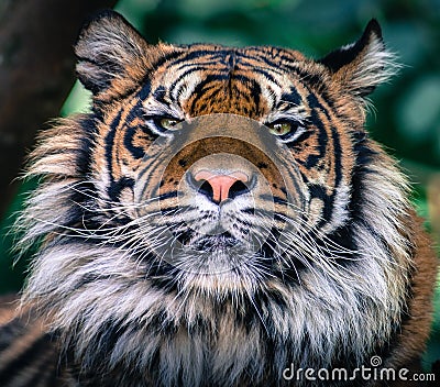 Sumatran tiger Editorial Stock Photo