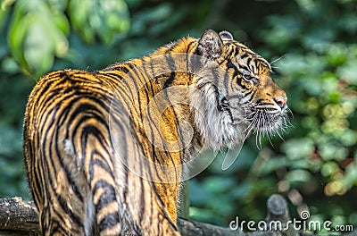 Sumatran tiger Editorial Stock Photo