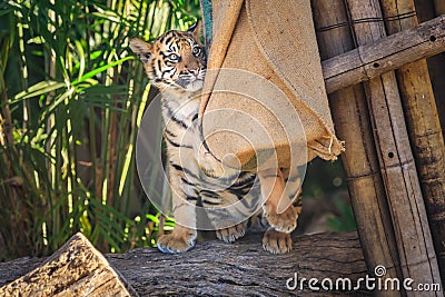 A Sumatran tiger cub, playing with a sack Stock Photo