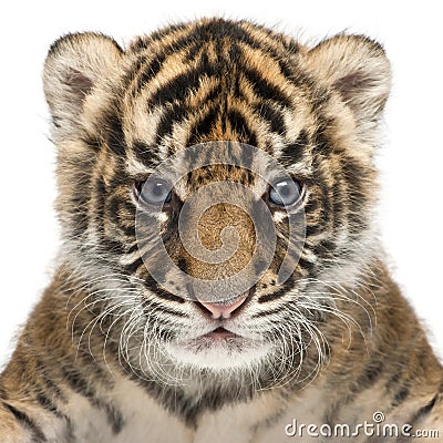 Sumatran Tiger cub, Panthera tigris sumatrae, 3 weeks old, in fr Stock Photo