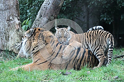 Sumatran Tiger cub rare and endagered Stock Photo