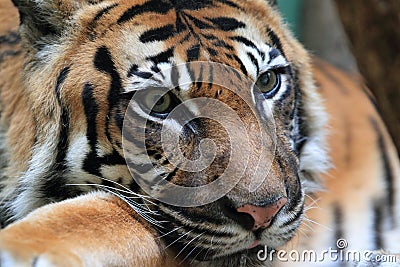 Sumatran tiger Stock Photo