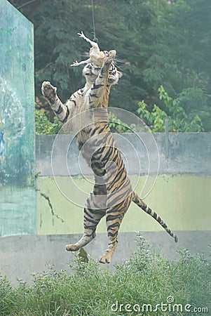 Sumatran Tiger Editorial Stock Photo