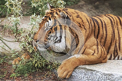 Sumatran Tiger, Panthera tigris sumatrae, `small` big cat is a loner. Origin is Indonesian island of Sumatra Stock Photo