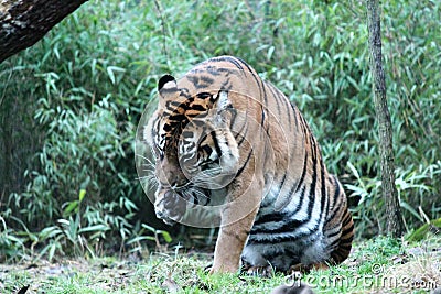 Sumatran Tiger rare and endagered lick paw Stock Photo