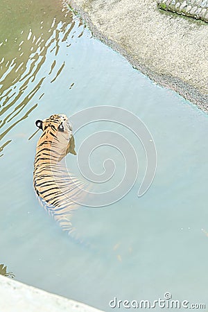A Sumatran tiger soaks in the water at Ragunan Wildlife Park, Editorial Stock Photo