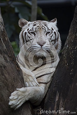 Sumatran white tiger sitting on a tree Stock Photo