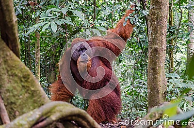 Sumatran wild orangutan in Northern Sumatra, Indonesia Stock Photo