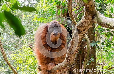 Sumatran wild orangutan in Northern Sumatra, Indonesia Stock Photo