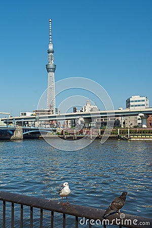 Sumida river and Tokyo Skytree Stock Photo