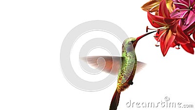 Summenvogel Summenvogel