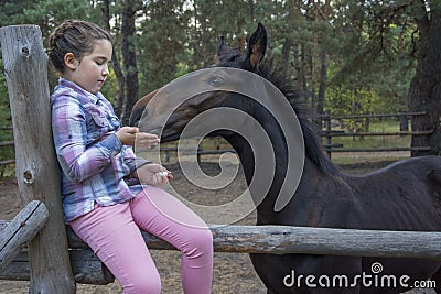 In the summer afternoon at the farm a girl sits on a fence and feeds a foal Stock Photo