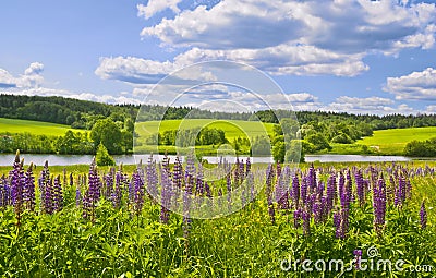 Summer afternoon Stock Photo