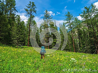 Summer alpine trekking, climbing through a green meadow with various grasses through a high-altitude coniferous forest. Solo Stock Photo